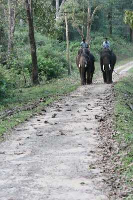 Annamalai / Indira Gandhi Wildlife Sanctuary